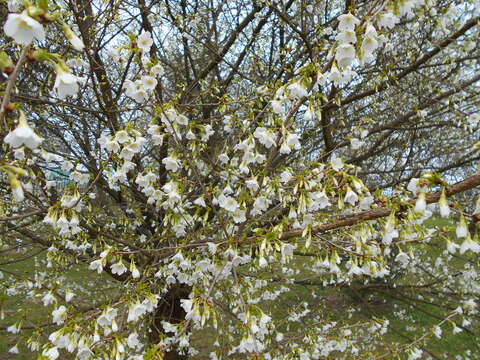 Imagem de Prunus incisa C. P. Thunb. ex A. Murray