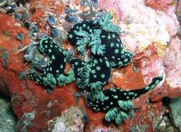 Image of Green spot black slug