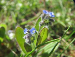 Image of strict forget-me-not