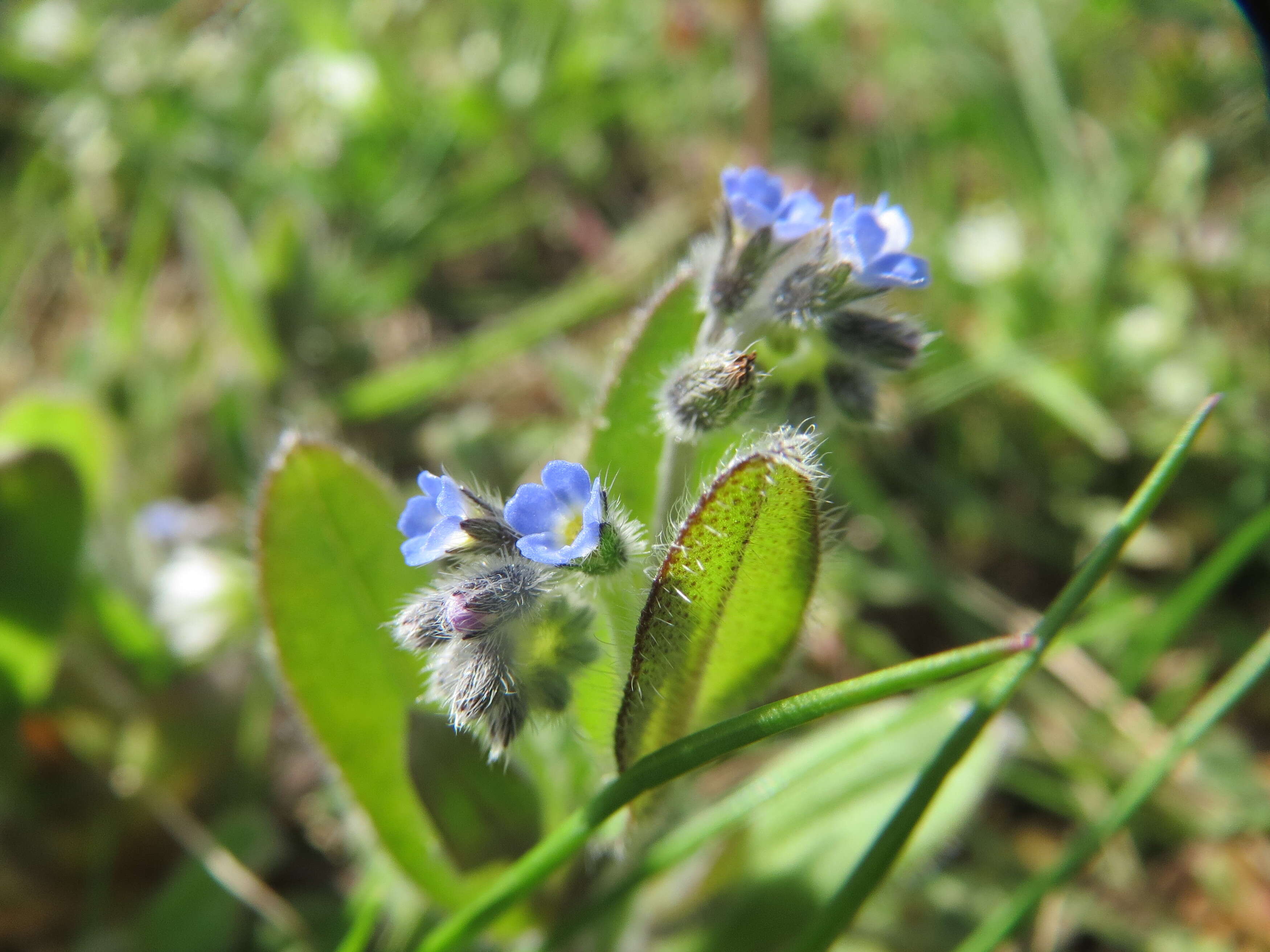 Image of strict forget-me-not