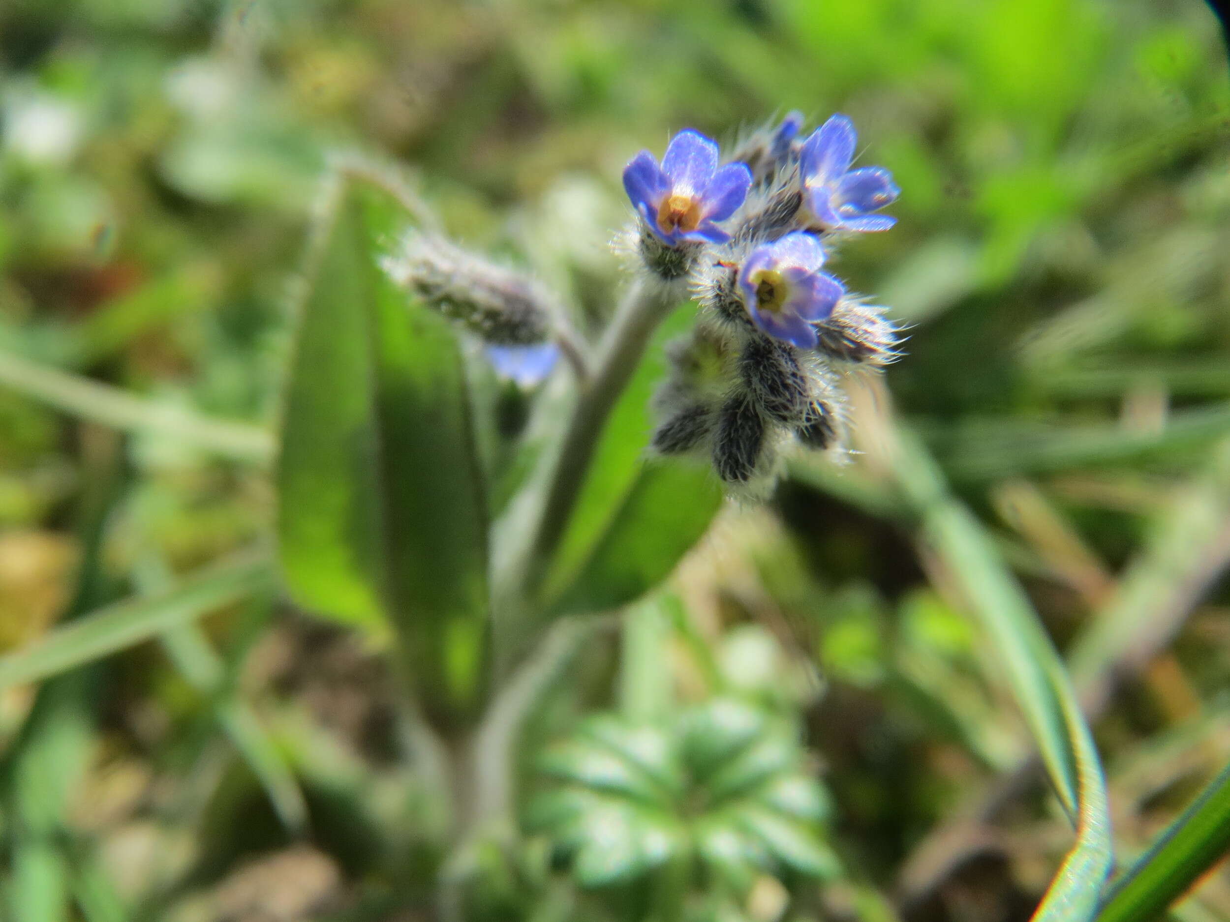 Image of strict forget-me-not