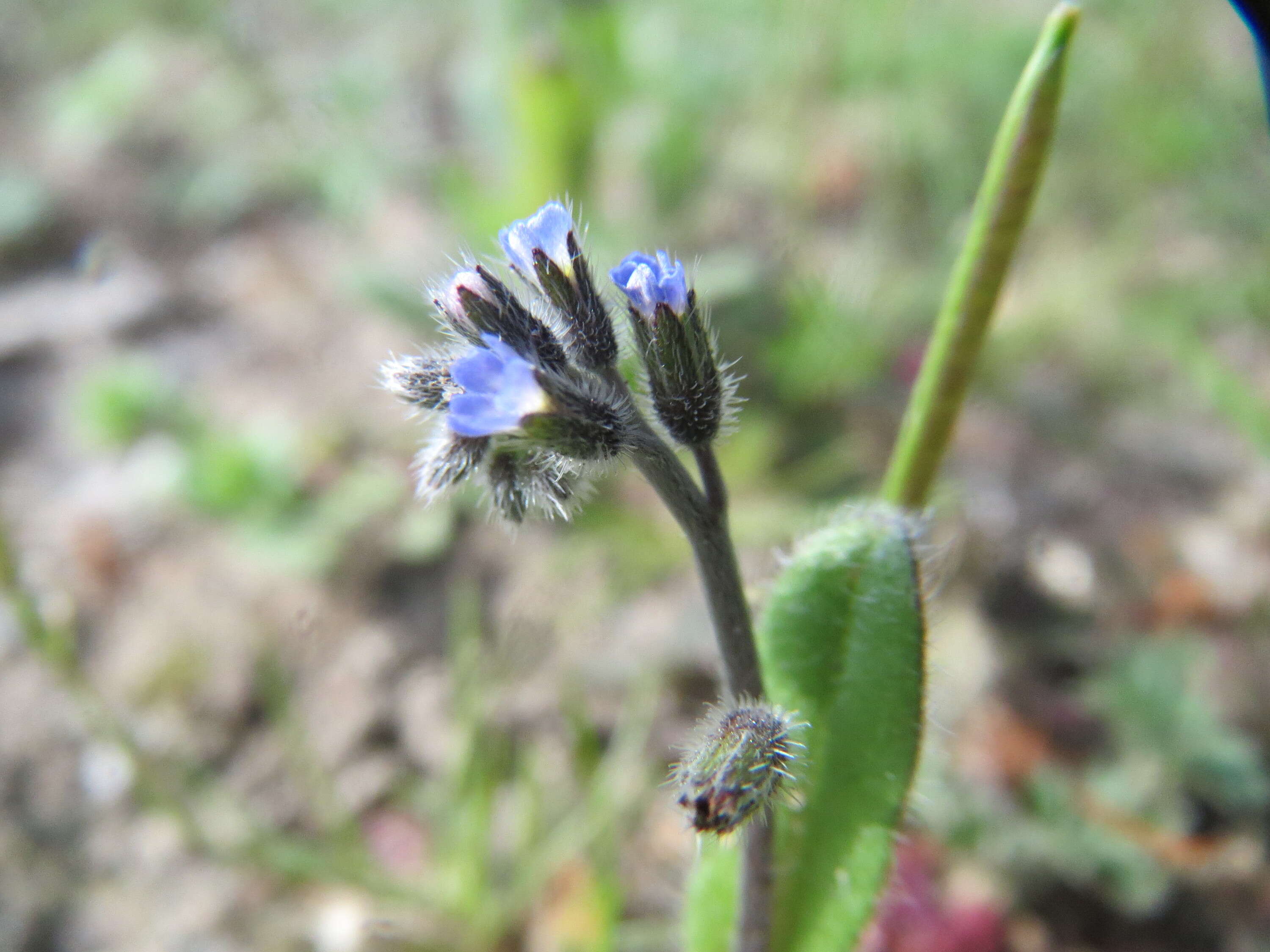 Image of strict forget-me-not