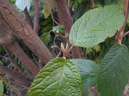 Plancia ëd Viburnum rhytidophyllum Hemsl. ex Forb. & Hemsl.