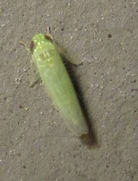 Image of Potato Leafhopper