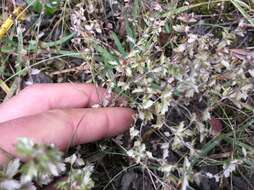 Image of Euphrasia wettsteinii G. L. Gusarova