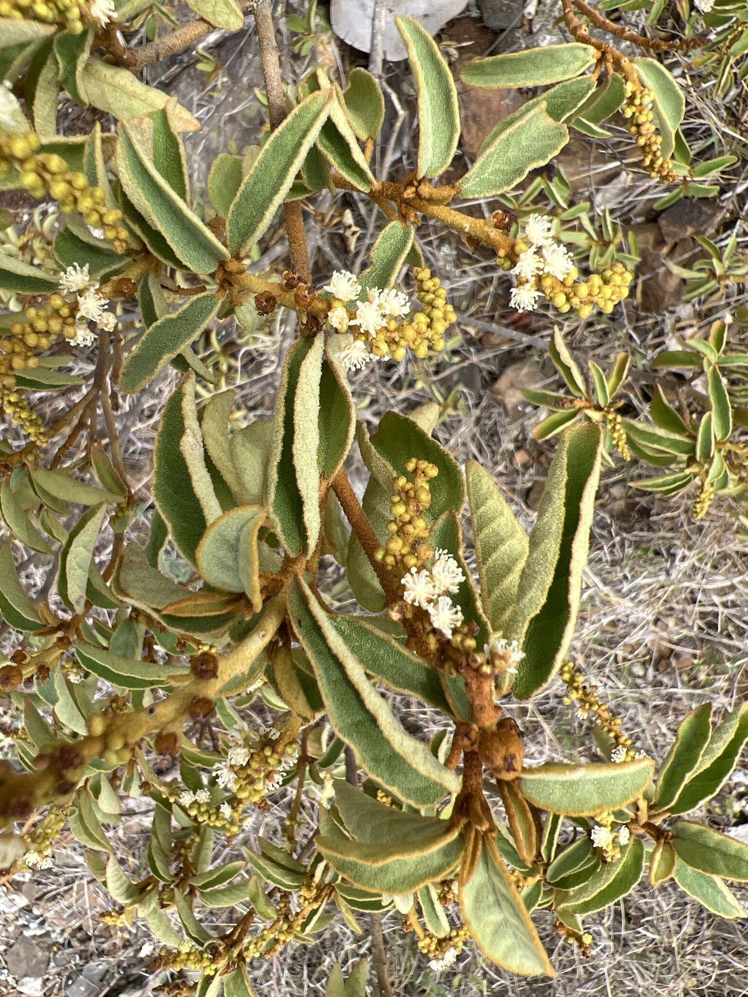 Image de Croton flavens L.