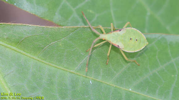 Image of Homoeocerus (Tliponius) dilatatus Horváth 1879