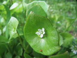 Image of Indian lettuce