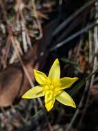 Image of fringed yellow star-grass