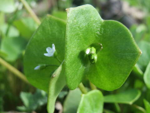 Image of Indian lettuce