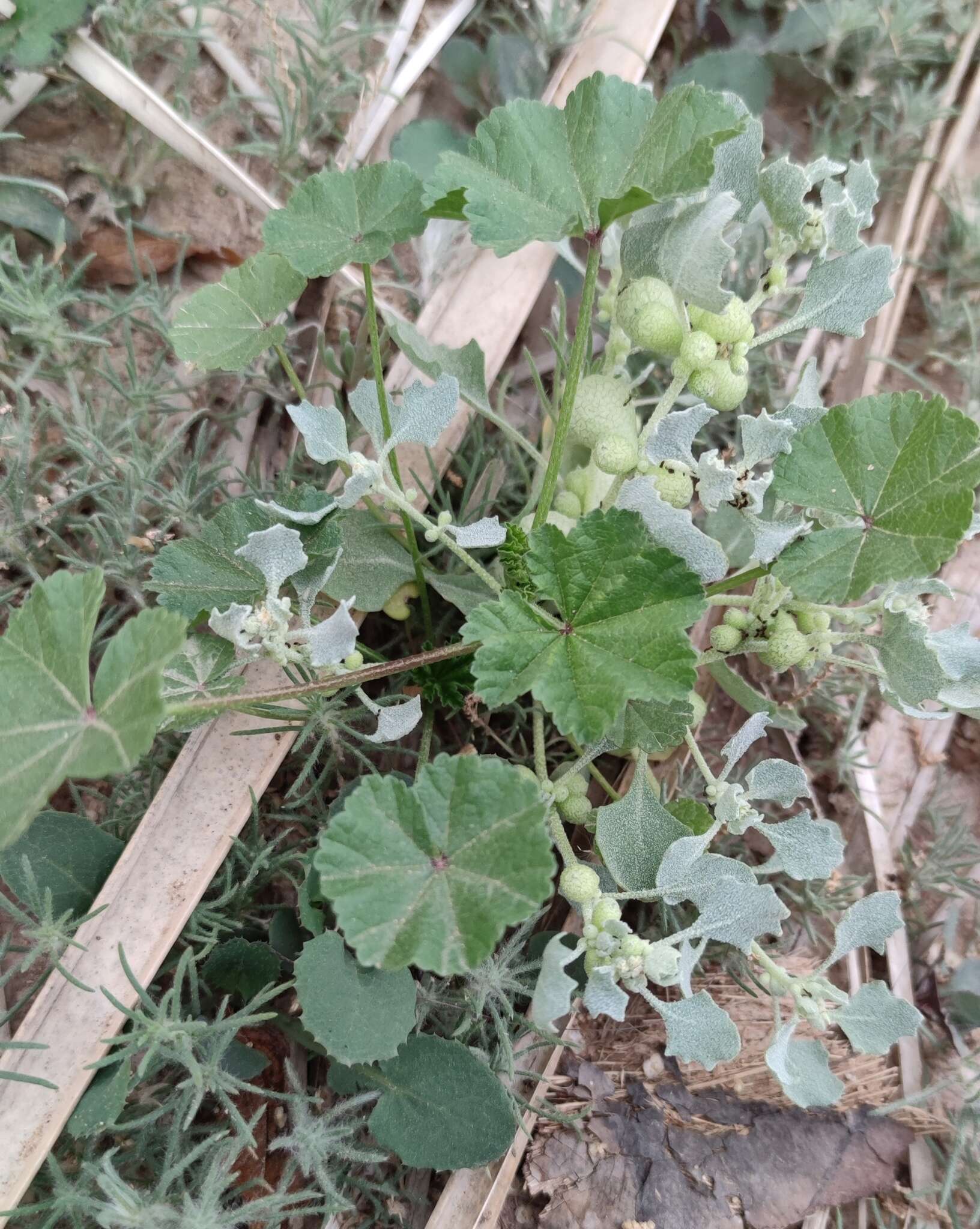 Plancia ëd Atriplex holocarpa F. Müll.