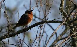 Image of Black-and-rufous Warbling Finch