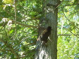 Image of pine squirrel