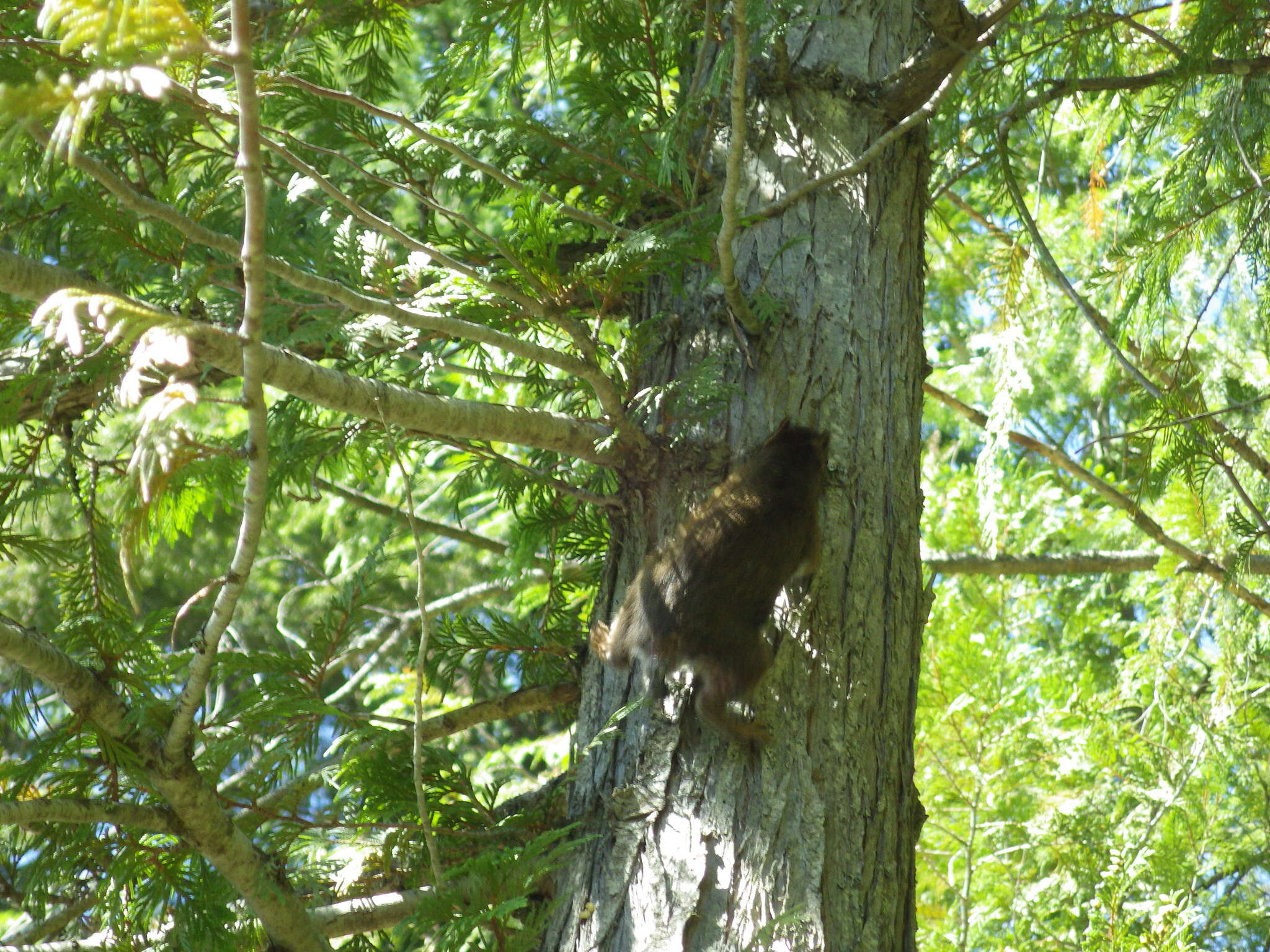 Image of pine squirrel