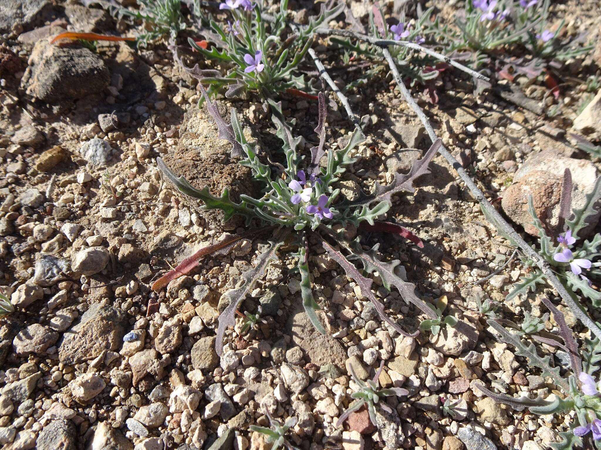 Image of Matthiola parviflora (Schousb.) W. T. Aiton