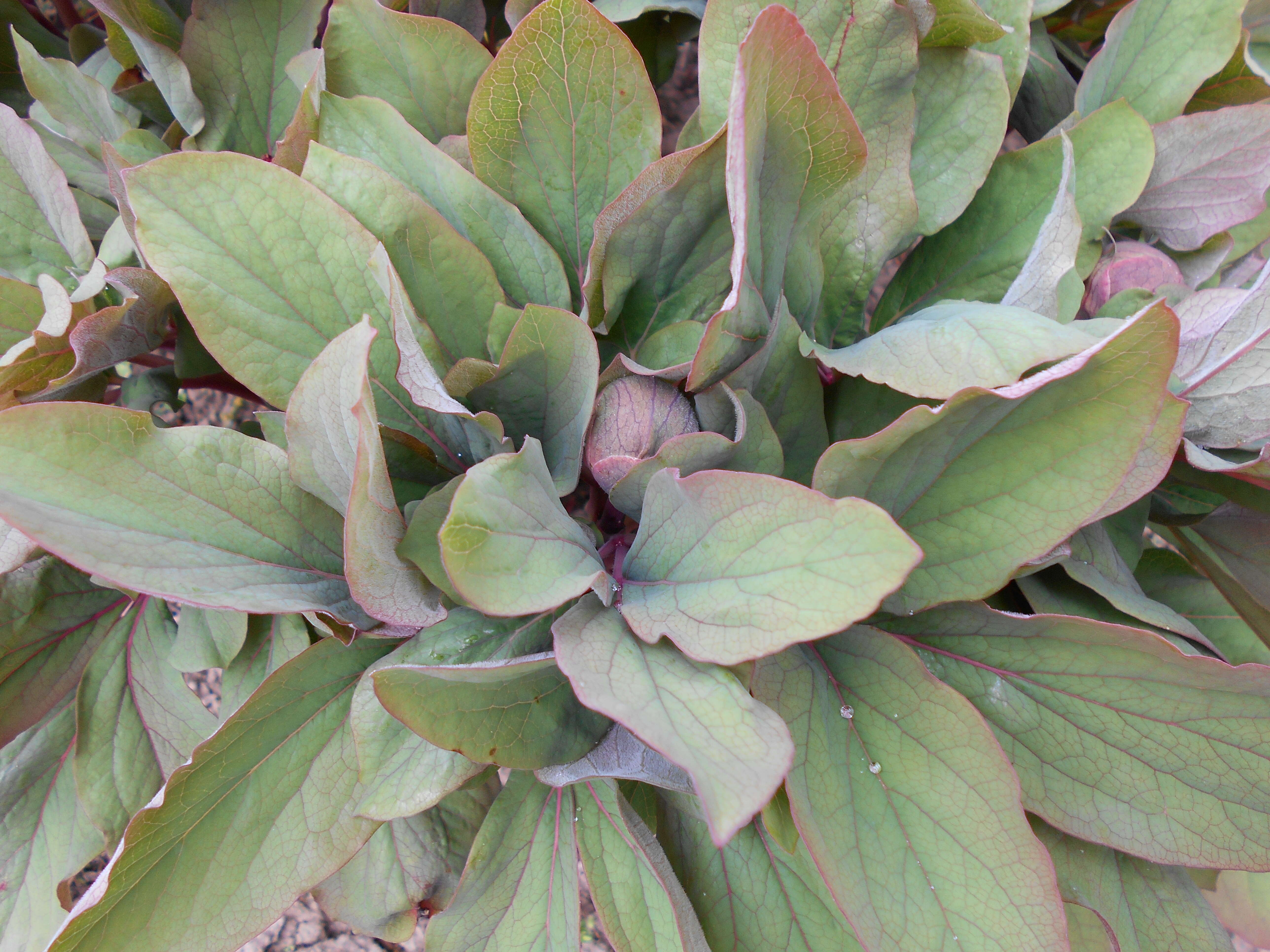 Image of Paeonia wittmanniana Hartw. ex Lindl.