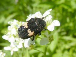 Glycyphana fulvistemma Motschulsky 1858 resmi