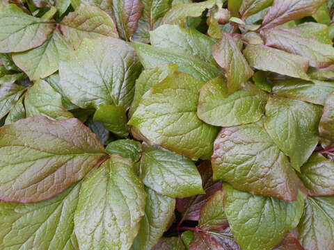 Image of Paeonia macrophylla (Albov) Lomak.