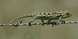 Image de Caméléon commun