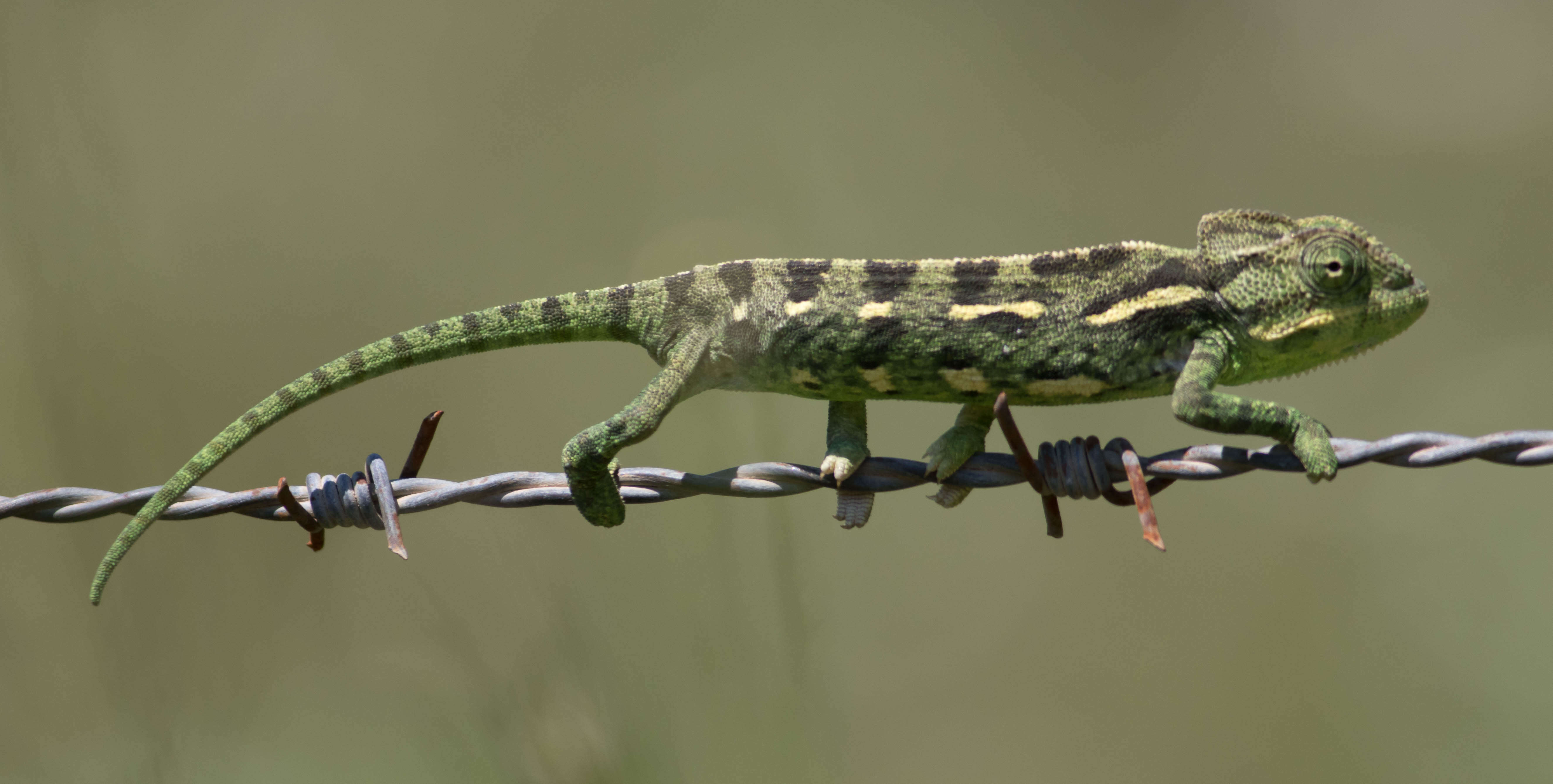 Image de Caméléon commun