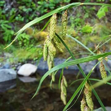 Imagem de Carex mertensii J. D. Prescott ex Bong.