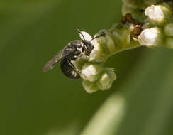 Image of Plasterer bee