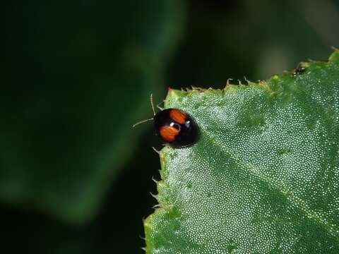 Image of Argopistes coccinelliformis Csiki 1940