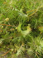 Image of Acanthocarpus preissii Lehm.