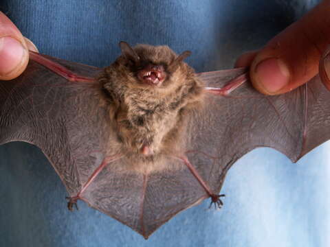 Imagem de Myotis nesopolus Miller 1900