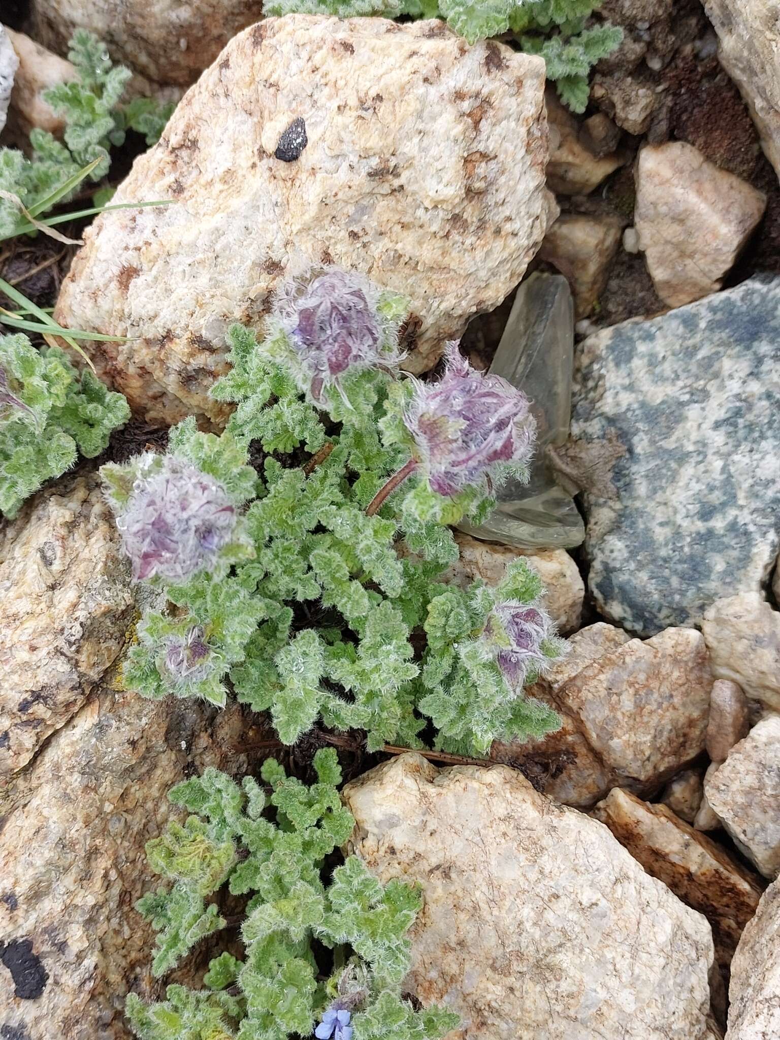 Plancia ëd Nepeta longibracteata Benth.