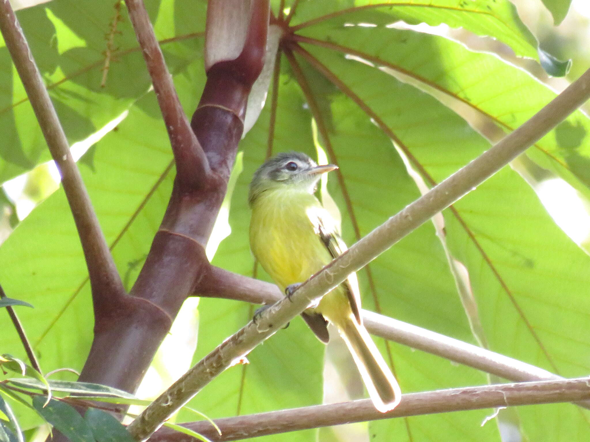 Image of Yellow-olive Flatbill