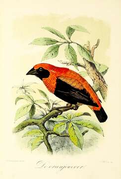 Image of Black-winged Bishop