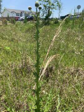 Cirsium nuttalii DC. resmi