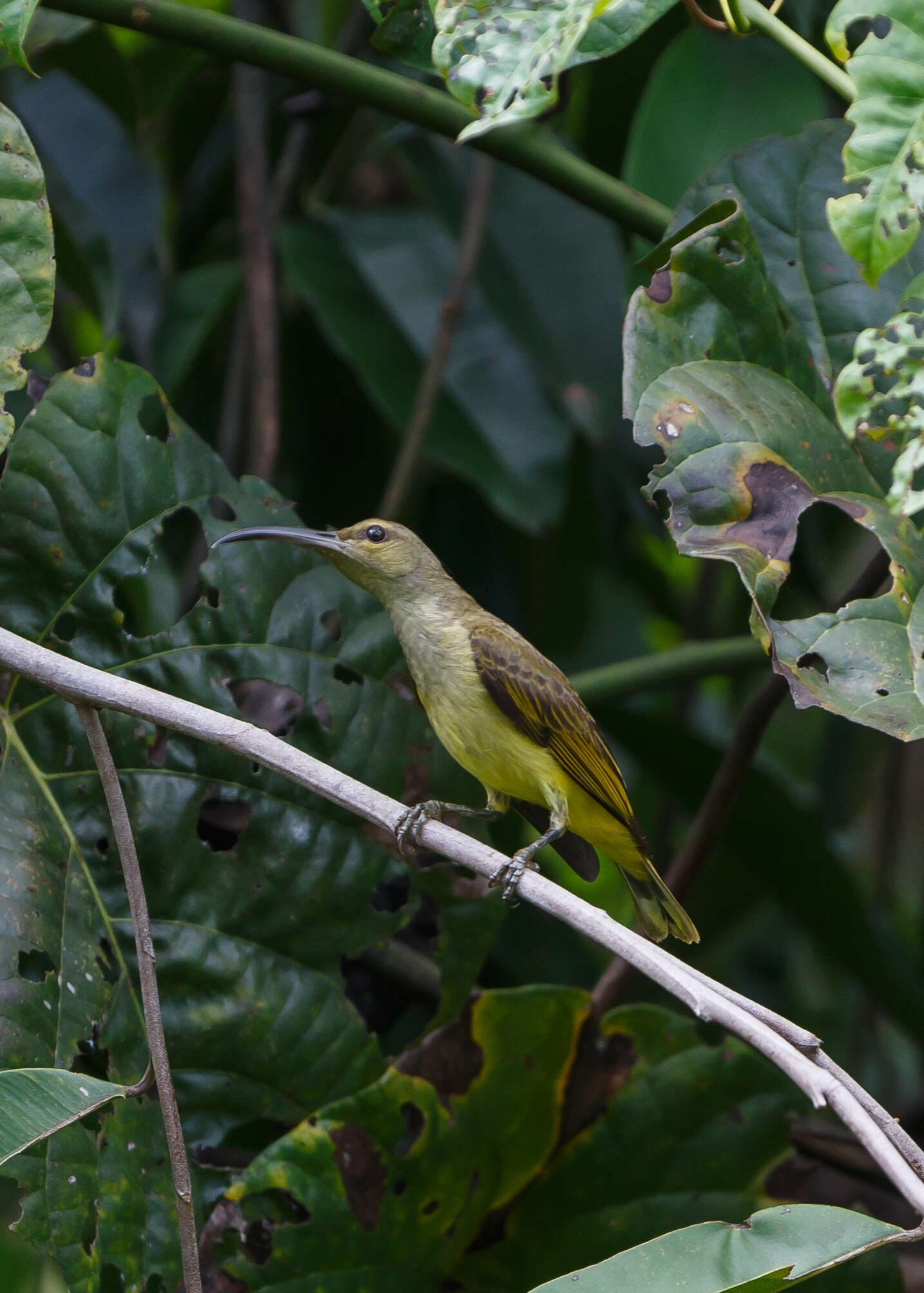 Aethopyga saturata (Hodgson 1836) resmi