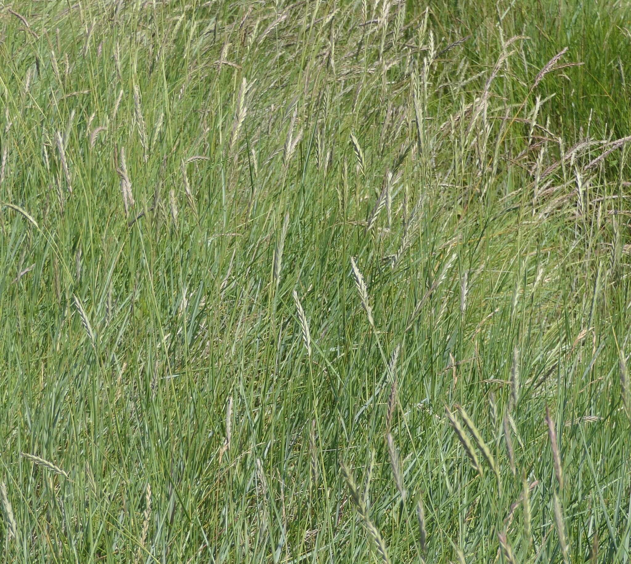 Image de Elymus athericus (Link) Kerguélen