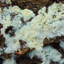 Image de Polypore soyeux