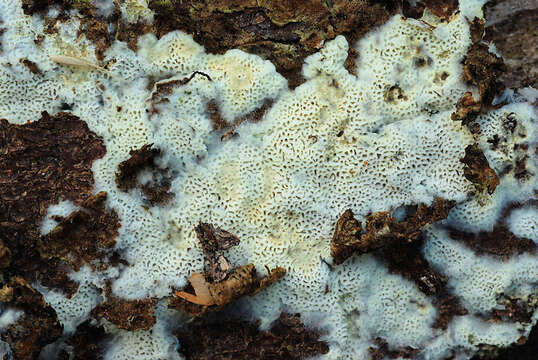 Image de Polypore soyeux