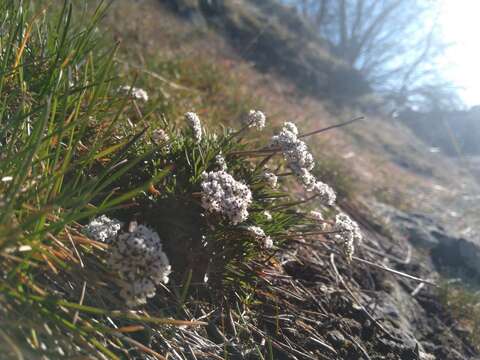 Image of Gorman's biscuitroot