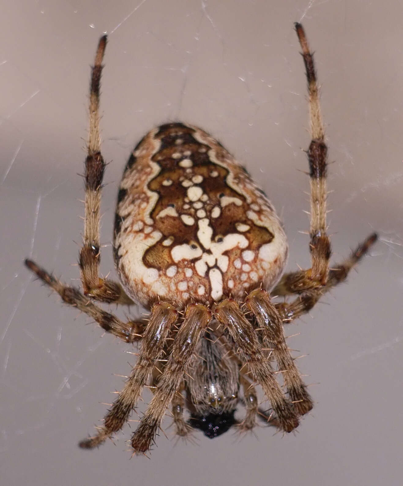 Image of Araneus