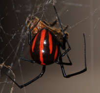 Plancia ëd Latrodectus corallinus Abalos 1980