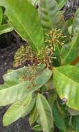 Image of Ixora pudica Baker