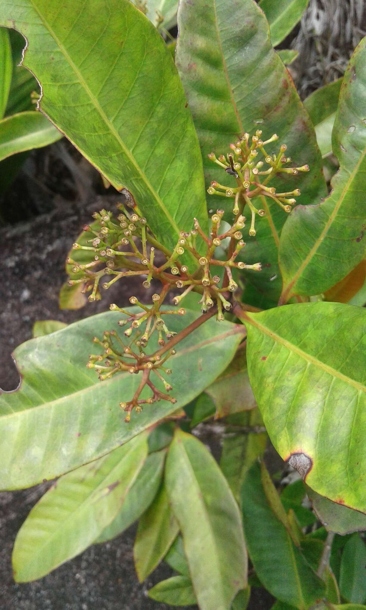 Ixora pudica Baker的圖片