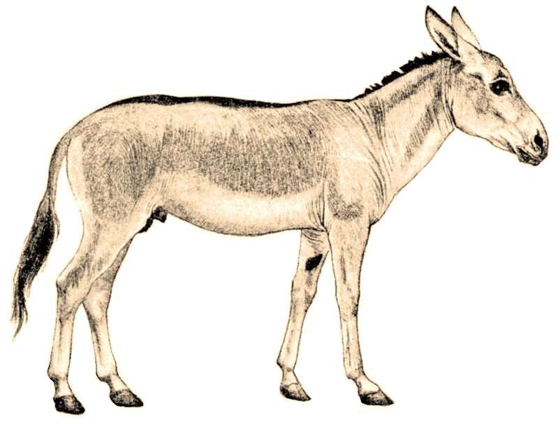 صورة Equus hemionus onager Boddaert 1785