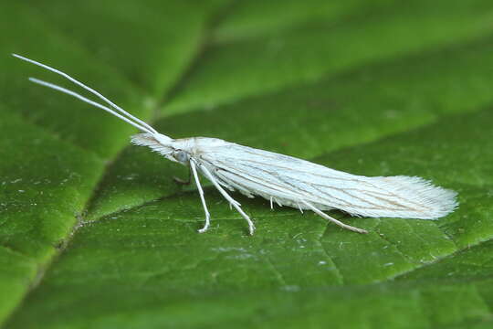 Image of Coleophora brevipalpella Wocke 1874