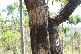 Image of Annona crassiflora Mart.