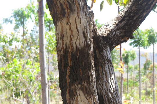 Image of Annona crassiflora Mart.
