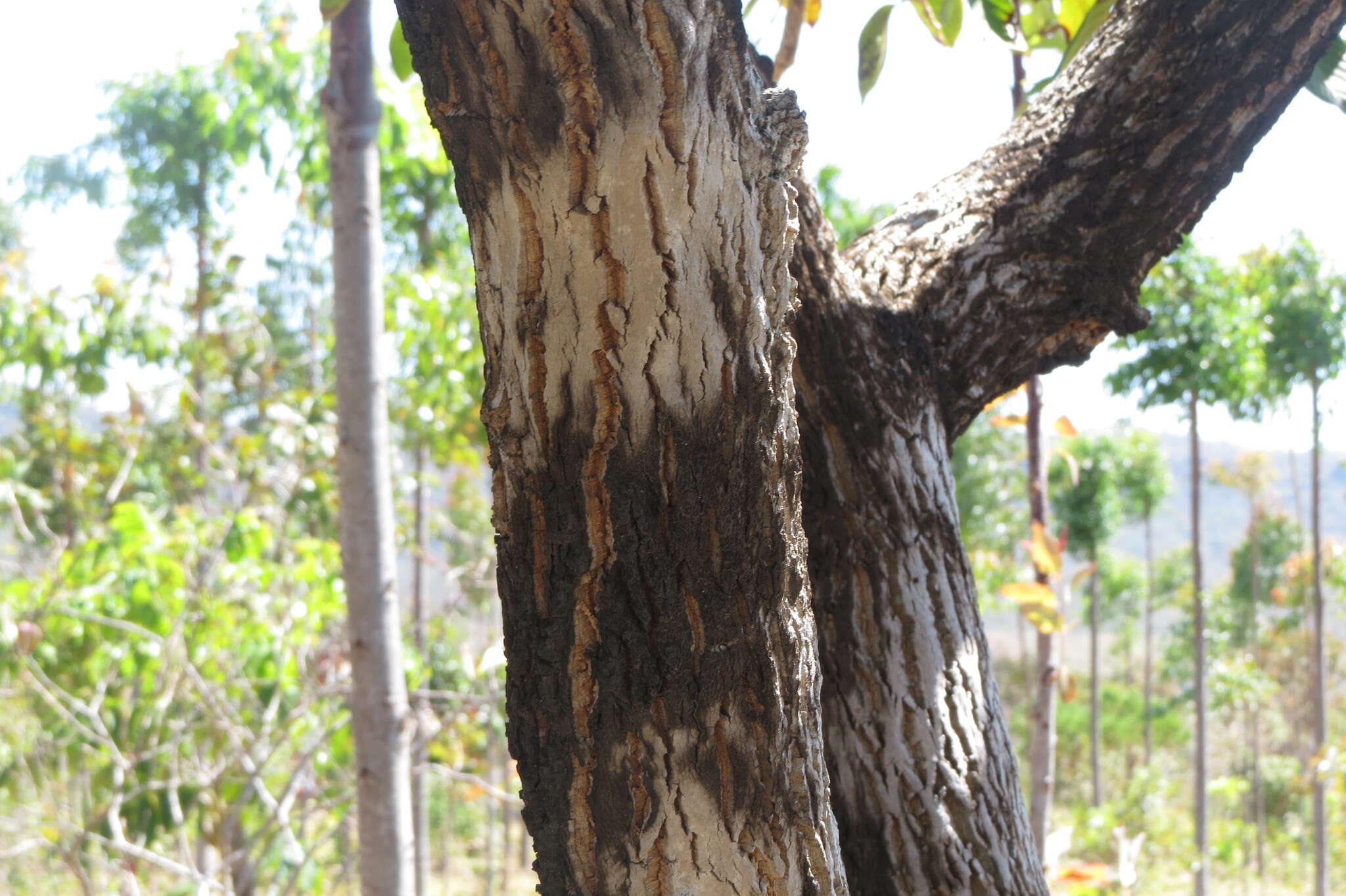 Image of Annona crassiflora Mart.
