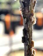 Image of Two-marked Treehopper