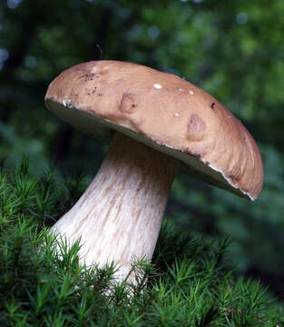 Image of Cep