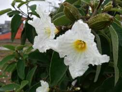 Image de Cordia boissieri A. DC.